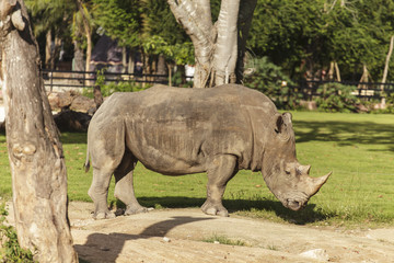 Fototapeta premium Rhino