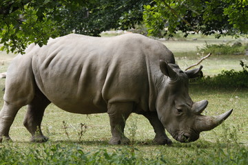 Obraz premium Junges