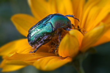 green beetle firefly