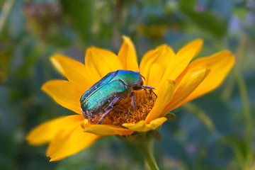 green beetle