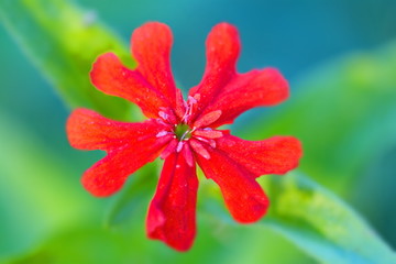 red little flower
