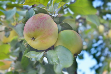 ripe apple on a branch