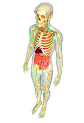 Lymphatic, skeletal and digestive system of Male body artwork