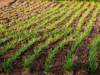 Onion Shoots in Spring