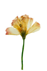 Pressed and Dried flower Eustoma (Lisianthus). Isolated on white