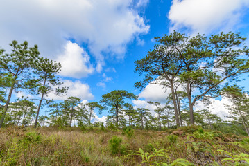Fototapeta na wymiar Pine forest with blue sky in sunny day.
