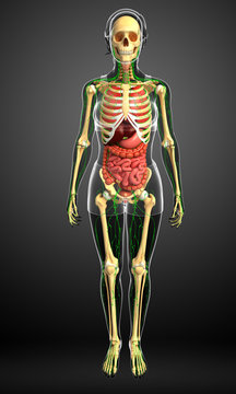 Lymphatic, skeletal and digestive system of Female body artwork