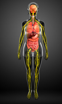 Female body of Nervous and digestive system artwork