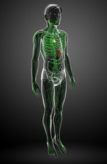 Lymphatic system of male body