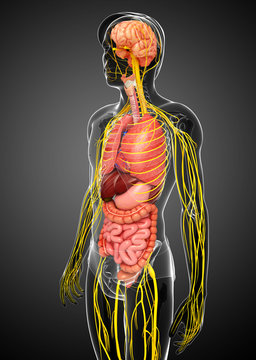 Male body of Nervous and digestive system artwork