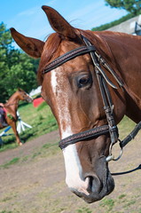 head racehorse