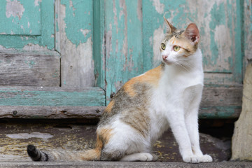 Fototapeta premium Cat looking for something near grunge wooden background.
