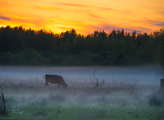 Sunset over cows in a foggy field.