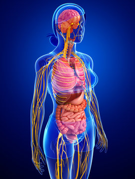 Female body of Nervous and digestive system artwork