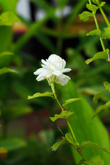 Jasmine White Flower.