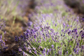 Lavender in the field
