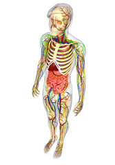 Lymphatic, skeletal, nervous and circulatory system of male anat
