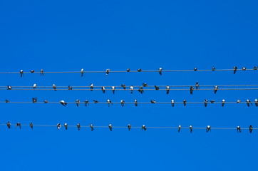 young swallows on electric wires