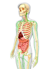 Lymphatic, skeletal and digestive system of Male body artwork