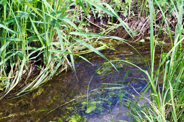 spring water