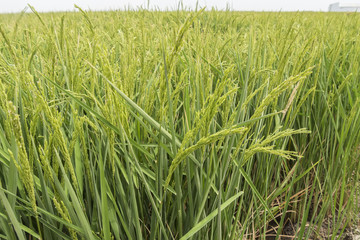  Unripe rice plantation