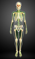 Lymphatic system of human skeleton artwork