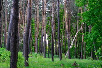 clearing in the pine forest