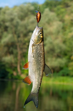 chub caught on bait