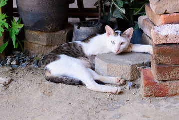 Thai white brown cat sleeping and looking to camera.