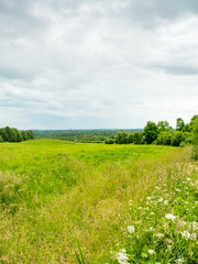 field of grass and perfect sky at summer