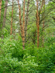 Roots of a tree in  old misty forest