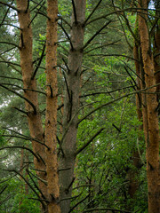 Roots of a tree in  old misty forest