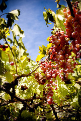 Vine with bunches of grapes a sunny summer day