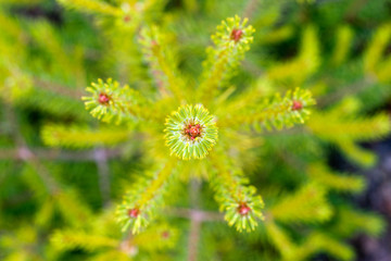 green fir tree close up in summer