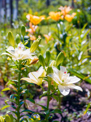 yellow Lillies in green summer garden