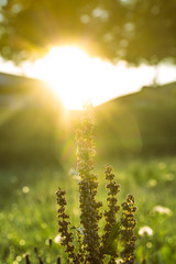 Sommerlicher Sonnenaufgang hinter Bl&uuml;te