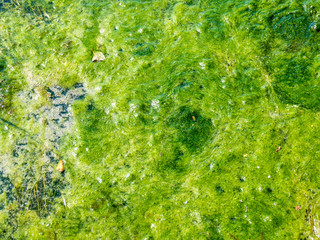 Green Moss swamp on a river