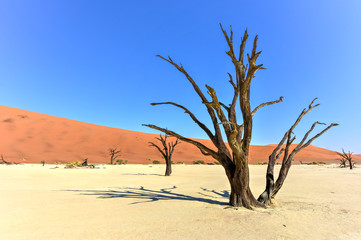Fototapeta na wymiar Dead Vlei, Namibia