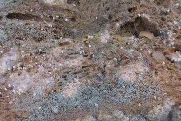 Mouldy bread