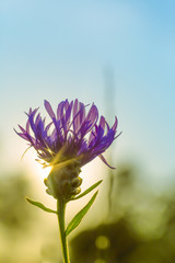 Sommerlicher Sonnenaufgang hinter Bl&uuml;te