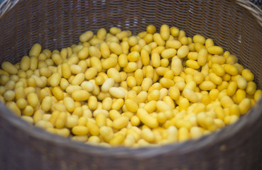 Golden Silkworm cocoon