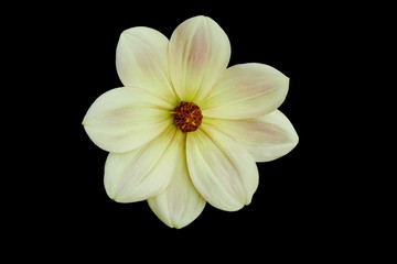 Flower, black background isolated. Macro.  White, yellow, pink, lilac, purple, green, blue, cyan, aquamarine, red.
