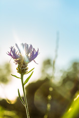 Sommerlicher Sonnenaufgang hinter Bl&uuml;te