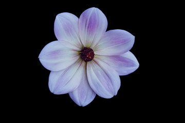 Flower, black background isolated. Macro.  White, yellow, pink, lilac, purple, green, blue, cyan, aquamarine, red.
