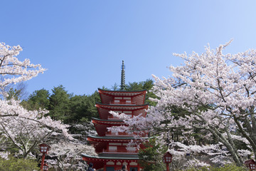 満開の桜　 新倉富士浅間神社　快晴青空
