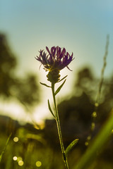 Sommerlicher Sonnenaufgang hinter Bl&uuml;te