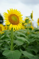 清瀬市のヒマワリ