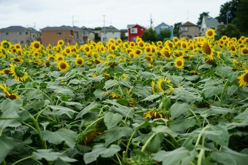 清瀬市のヒマワリ