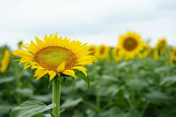 清瀬市のヒマワリ