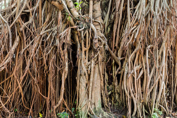 banyan tree roots